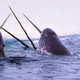 A pair of narwhals breaching the surface.